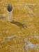 Golden (unique) - 05 (Код: 749562) 14